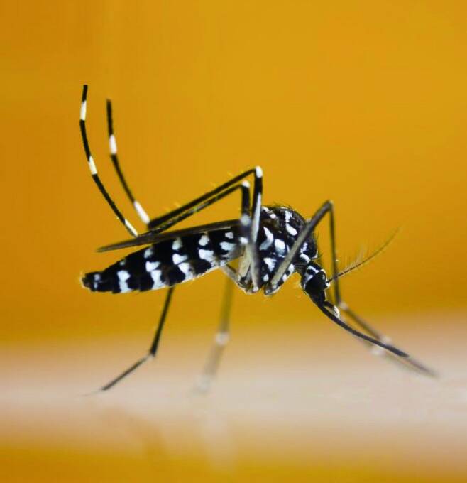 황열·뎅기열·치쿤구니아열·지카바이러스감염증 매개 모기인 흰줄숲모기. ⓒ Shutterstock
