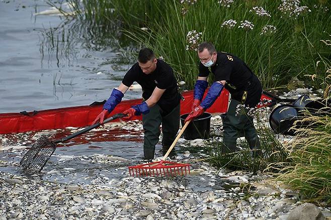 13일(현지 시각) 폴란드 크라이니크 돌니 부근을 흐르는 오데르강에서 주민들이 밀려든 물고기 사체를 치우고 있다. /로이터 연합뉴스