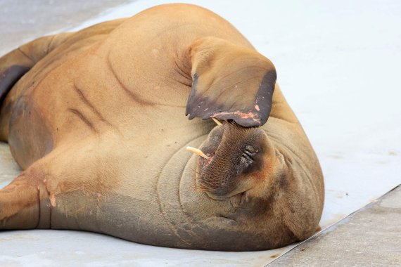 A female walrus named Freya lies at the waterfront at Frognerstranda in Oslo on July 18, 2022. (Photo by Tor Erik Schrøder / NTB / AFP) / Norway OUT /사진=연합 지면외신화상