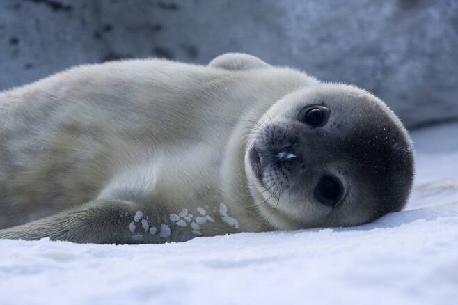 젖 뗀 새끼가 무려 110Kg, 남극 물범의 모유가 특별한 이유