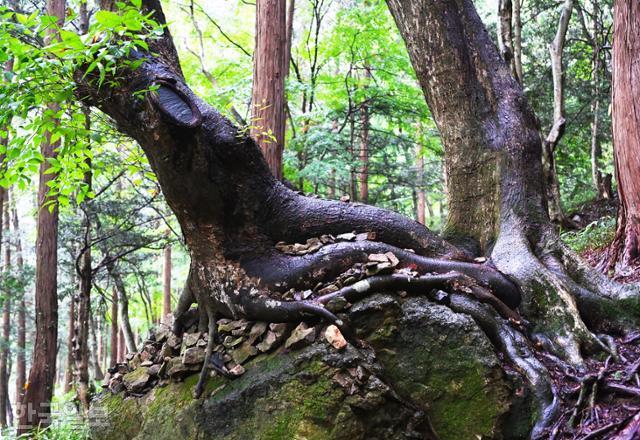불회사 숲길의 600년 된 느티나무 연리목. 앞 나무가 쓰러지지 않도록 뒤 나무가 뿌리를 밟고 있다.
