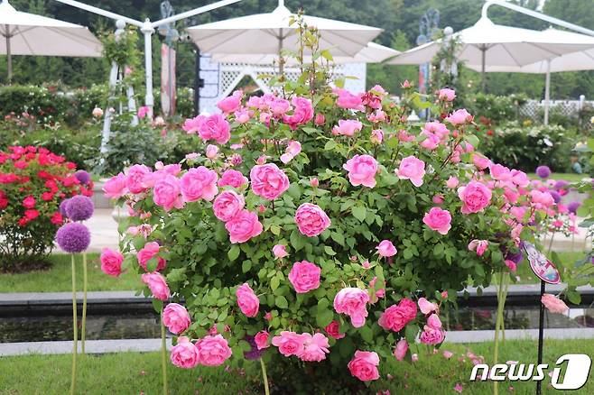 일본 기후현에서 열린 국제 장미대회에서 최고상을 수상한 에버랜드 장미 품종 '퍼퓸 에버스케이프'.(에버랜드 제공)