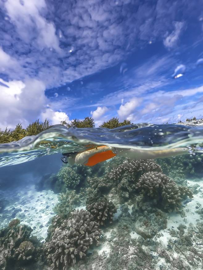 투명한 마나가하섬 수중 [사진/성연재 기자]