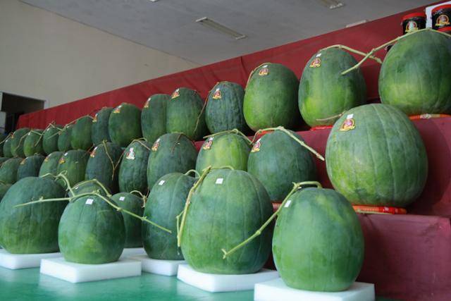광주 북구 금곡동 무등산수박공동판매장에 진열돼 있는 수박.