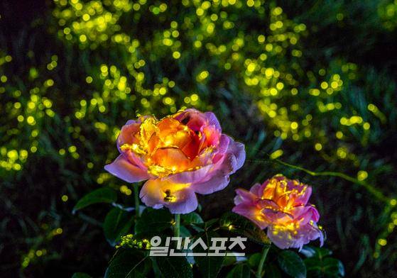 에버랜드 반딧불이