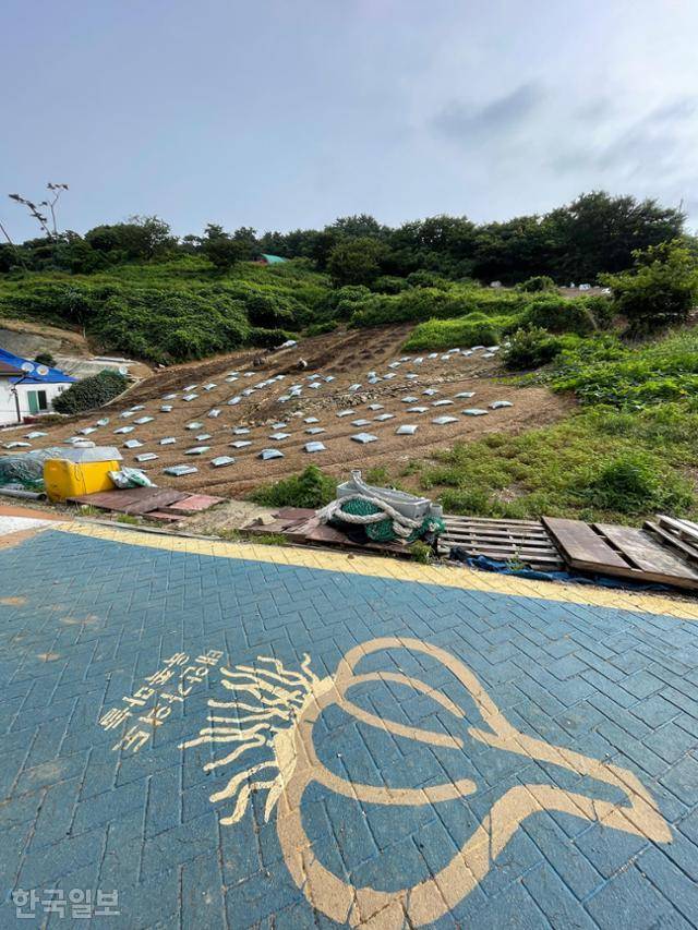 하늘색으로 칠해진 마을 골목길 바닥에 그려진 육쪽마늘. 8월 현재, 씨마늘을 심기 위한 작업이 곳곳에서 진행되고 있다. 가의도 밭은 대부분 마늘 밭이다. 연 15톤가량 생산돼 육지로 나간다.