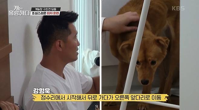 Its okay, because it was a hosang. (Lee Kyung-kyu)Lee Kyung-kyu received a phone call during the KBS2 <Dogs Are Incredible> filming on the 29th.Back at his seat, he sighed and told him that his dog Namsuni had crossed the rainbow bridge.Jang Do-yeon comforted Careful, and Lee Kyung-kyu smiled calmly, saying it was a prize.He also said that he had spent 10 years enjoying his life, reflecting on the life of Namsuni, and his heart was filled with his memories of his happy days together.MCs who have cleared their minds listened to the story of the dog in earnest.Ding-dong (a female, 3-year-old) was a companion dog rescued from a dog farms flying grounds (a dogs intestines that were woven into barbed wire to the floor and made the excrement fall between them).How terrible is the life of dogs who are trapped in a dirty and cramped space that is only one pyeong or less and can not stand on the ground for a lifetime.Todays story is the story of Ding Dong, who met Guardian with the probability of miracles.The Guardian, who met the crew outside the house, was very caring; he demanded caution, saying that Ding Dongi was different from other dogs.Ding Dong, who was resting in bed, made a urine mistake as soon as he saw the crew, ran to the bowel pad and looked at the toilet.The crew decided to pull out of the camera after installing the camera, considering the ding-dong, who was afraid of outsiders.It would be different if he was alone with the Guardian. I expected him to look different, but Ding Dong rarely approached the Guardian.The Guardian called Ding Dong several times, but there was no response. Instead, he headed to a room away from the Guardian.Ding Dong, who was rescued from the dog farm, seemed to have fear of people, and since the temporary shelter has been changed three times, he would have had difficulty adapting to the surrounding environment and people.Dogs who usually seek temporary shelters need a picture of the best possible appearance because they should be in the heart of the interim Guardian, but the picture of Ding Dong was different.Unlike other dogs, Guardian said that Ding Dong, who is full of fear, decided to make temporary protection with regret when he saw the photo.So I spent nine months with Ding Dong and decided to adopt it because I was responsible for not being able to send it again.Ding Dongi refused to walk. He ran into the corner when he tried to fill the neck line.As the Guardian approached, he tried to bite. The startled Guardian eventually gave up walking. It seemed bitter on the distance from the uncompromising ding-dong.The Crow of Man: I refused Salvation, so I could not shave my claws or bathe, but I wanted to wait even if it took a long time.The only medium of sympathy was beef; Ding Dong had a little interest in the Guardian holding the meat, and of course the distance between them was not easily narrowed.After a long wait, Ding Dongyi came and ate meat, while the Guardian turned off all the lights in the house in the early evening.The reason is that the ding-dong must be dark to move comfortably and eat food. The Guardian deliberately turned off early to get close to the ding-dong.Kang Hyung-wook  trainers were able to come to this point with the delicate nature of Guardian, and highly evaluated that attachment relationship was created little by little through numerous trial and error and time.The training was conducted in a very caring manner, considering the condition of the ding-dong, and the first step was to touch the whole body until the ding-dong became familiar with the touch training.Then he touched it with his hands, then knelt down to narrow the distance and hugged it.When you let go of your hands when you struggle, youre afraid of me, you miss it, not for Ding Dong-yi. (Kang Hyung-wook )The Guardian succeeded in holding the struggling ding-dong without missing it; Kang Hyung-wook  advised that it is better to touch it after first recognizing the hand by hitting the knee.The reason for hitting the knee is to give a signal without surprise.The next step was to fill the neck line, which Kang Hyung-wook  ordered to stroke with the neck line to eliminate fear and put it in the face.This time I connected the lead line, but it was not just for control, but for control.Ding Dongi shot off to bed, feeling anxious that The neck line felt trapped.The Guardian attempted to hold Ding Dong in his arms, but he missed it because of Ding Dongs resistance.Kang Hyung-wook  tried to help Guardian by pulling the neck line a little.However, Ding Dong, who first experienced the neck line control, resisted strongly.The Guardian succeeded in holding the ding Dong with more strength with the help of Kang Hyung-wook .The training was repeated: The Guardian tried several times to put the ding-dong on his lap.Ding Dongyi tried to sit alone, crouched down, wondering if Guardians The Crow: Salvation was awkward, because he had not learned or experienced a persons skinship.However, thanks to the endless efforts of the Guardian, Ding Dong has entered the Guardians arms.Kang Hyung-wook  asked the Guardian to constantly inform him that good things happen when he goes.How long had it been? Finally, the Guardian could hold the ding-dong in his arms without any preparations, a change that was incredible just hours ago.The Guardian looked at Kang Hyung-wook  and thanked him. Lee Cho-hee, who watched this, also felt sympathy.Three weeks later, Ding Dongyi was finally able to get out of the world, and he made his first step out of the house, and he would support him to take a strong step forward and to accompany him with his actions.