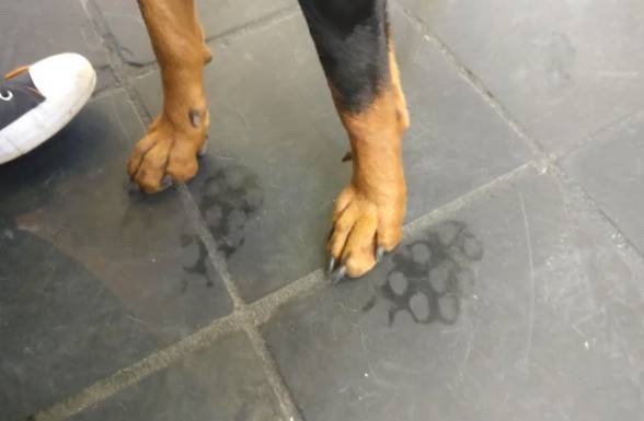 여름철이면 개 발자국을 쉽게 찾아볼 수 있다. 동물의 땀샘은 발바닥에 주로 몰려 있다. Reddit