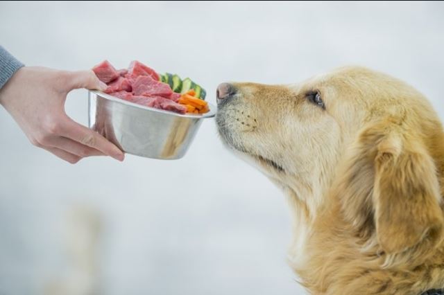 "신선한 음식도 먹고 싶어요" ASPCA는 곰팡이독 예방을 위해 사료 외에도 신선한 식품을 골고루 먹일 것을 권장한다. poochventures