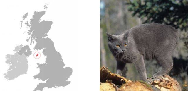 "내 꼬리는 원래 짧다옹" 영국의 토착 고양이, 맹크스(Manx) 종. BBC 방송