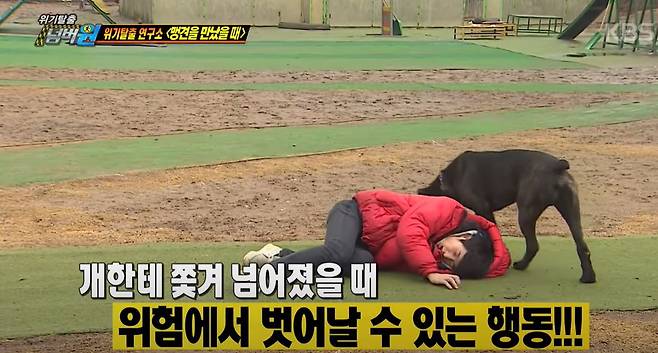 이찬종 동물 훈련사는 앞서 KBS와의 인터뷰에서 “개가 갑작스럽게 달려들어서 무는 ‘선제적 공격’의 경우, 손으로 목을 감싸고 ‘태아 자세’를 취해 장기를 보호해야 한다. 그리고 개가 이동할 때까지 가만히 있어야 한다”며 “개가 짖다가 달려드는 ‘방어적 공격’을 하는 경우에는 자세를 낮추지 말고 등을 보이지 않은 채 뒷걸음질을 치면서 현장을 빠져나와야 한다”고 설명했다. (사진 출처=KBS ‘위기탈출 넘버원’ 캡처)