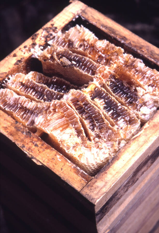 재래꿀벌의 꿀은 1년에 한 번 따기 때문에 충분히 숙성되어 농도가 진하고 다양한 식물의 꽃꿀이 혼합되어 향이 독특하다. 한겨레 자료사진