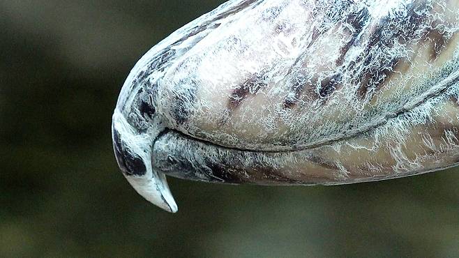슈빌이라는 이름은 넓적하고 커다란 부리가 신발을 닮았다고 해서 지어졌다.