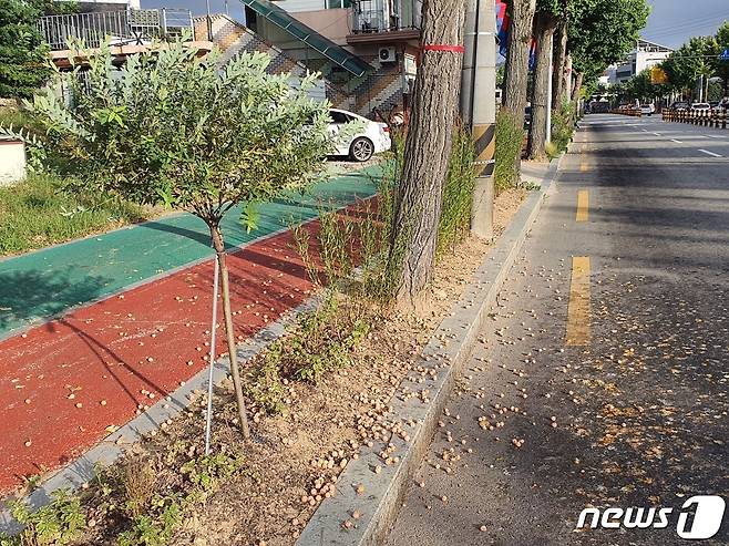 전북 정읍시가 가을철 불청객인 은행나무 열매 악취 제거를 위해 어린 열매를 미리 채취하기로 했다. 도로변에 떨어져 있는 은행나무 열매.(정읍시 제공)2022.09.21/뉴스1