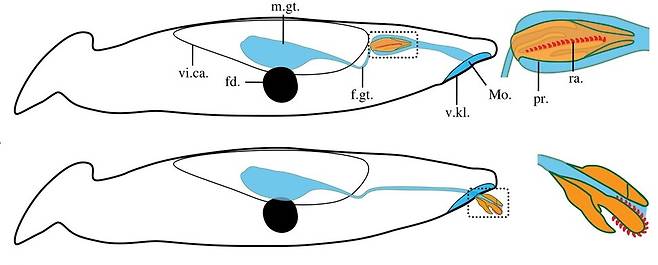 티플로에수스의 치설과 얼개. 위는 몸속에 있을 때, 아래는 먹이를 사냥할 때를 가리킨다. 사이먼 콘웨이 모리스 등 (2022) ‘바이올로지 레터스’ 제공.