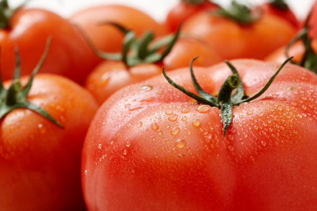 토마토 등에 들어 있는 카로티노이드 성분이 노쇠 위험을 크게 낮추는 것으로 나타났다./사진=클립아트코리아