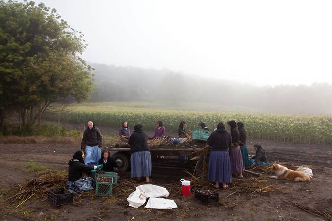후터라이트 여성들이 마늘을 수확하고 있다. 2010년 디어보니 자치구. ⓒTim Smith