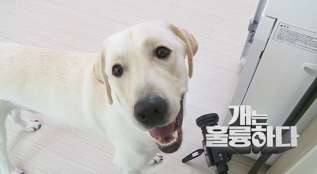 A destroying dog that has lived for 30 million won appears in Gaeulung.KBS 2TV Dogs Are Incredible (hereinafter referred to as Gaeulung), which is broadcasted on September 26, introduces the story of the Labrador Flat-coated Retriever, a comprehensive problem dog that destroyed the house living worth about 30 million won.Walking mom, March, said Guardian adopted a Flat-coated Retriever breed named as an angel dog to make a brother for her only son.Samwol was a strong brother of his 7-year-old son Guardian, and he was impressed by the fact that he was very good (Samwol) when he saw that he was as good as his child and me.But for a while, March showed a persistent mounting to the Guardian whenever he turned the cleaner.The Guardian usually embarrassed everyone by saying that the March is always at war every day in the mounting barrel when the cleaner sounds.In addition, at the time of the production teams visit, he was excited to break the iron safety door, and the Guardian had to sweat to dry the March with his whole body.The trainee said, If the novice Guardian raises a flat-coated retriever, it is just that.The Guardians biggest concern was walking, especially because he couldnt control the March that was running like a bullet, so he was doing a close and dangerous walking.After leaving the impression that he had been to the door of Hwangcheon-gil, Guardian, who eventually called for an acquaintance to help Walking, said that he usually uses a part-time student who replaces Walking.What was even more surprising was that the money that was blown by March was close to about 30 million won.The costly electronic devices ranging from robot cleaners, mobile phones and earphones to furniture such as sofas, tables, chairs, as well as interiors of the house, such as walls, floors, and moldings, were all shocked by the ruined house scenery.