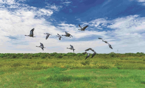 Storks and cranes fly in the Yellow River Delta National Nature Reserve.