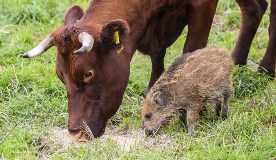 소와 함께 들판의 풀을 뜯어 먹고 있는 아기 멧돼지 프리다.
사진=AP연합뉴스