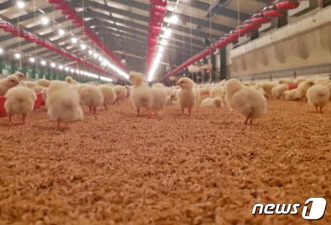 닭과 병아리를 좁은 상자가 아닌 방목해서 키우는 동물복지형 농장(한강식품 홈페이지) /뉴스1