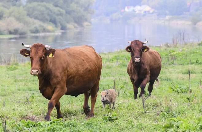 지난달 29일(현지시간) 독일 니더작센주 브레뵈르데의 소 농장에서 야생 멧돼지 프리다가 소떼와 함께 놀고있다. AP=연합뉴스