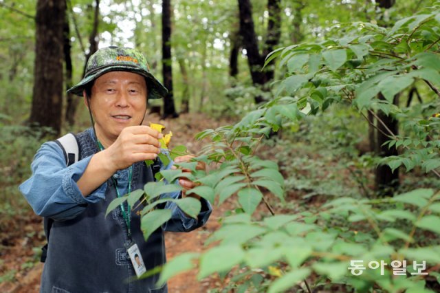 집에서 가까운 인릉산을 찾은 박삼령 씨가 관목을 살펴보고 있다. 숲에 가면 몸이 가벼워지고 머리도 맑아진다는 박 씨는 숲에서 가까운 곳에서 살기 위해 이곳으로 이사까지 왔다. 이훈구 기자 ufo@domga.com
