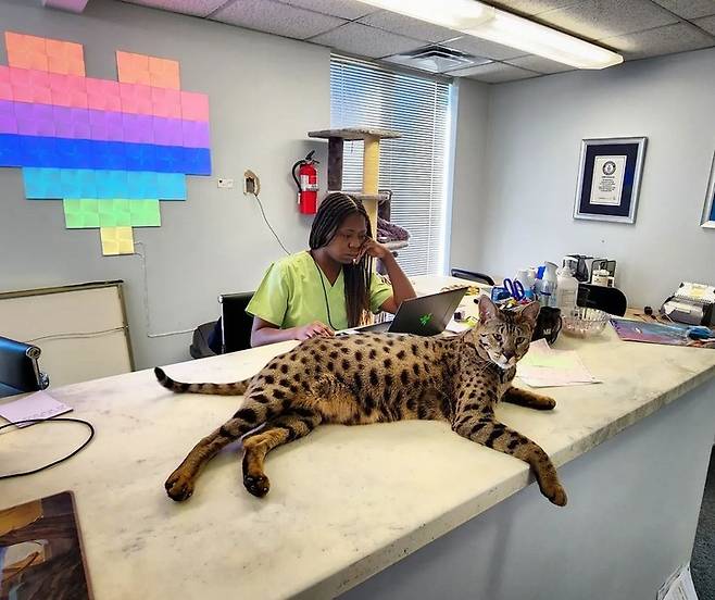 출처: 인스타그램 starcats_detroit *재판매 및 DB 금지