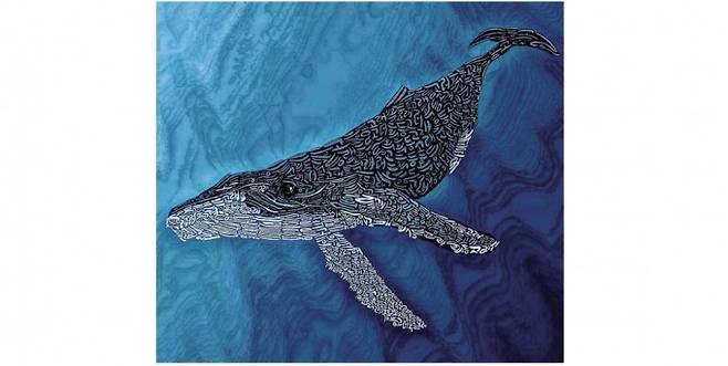 혹등고래. 배를 보이며 뛰어올라 등으로 떨어지는 고래의 행동을 브리칭이라고 한다. 혹등고래는 자기 몸만큼 뛰어오르는 것으로 알려졌다. 18세기부터 시작된 포경사업으로 개체 수가 급감해, 현재는 석유 개발과 남획 증가 등으로 멸종위기에 처했다. 진관우 작가 제공