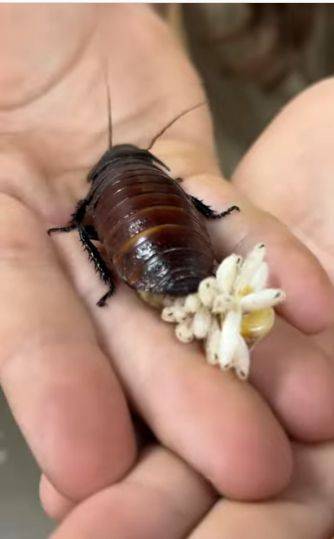 만삭의 어미뱃속에서 부화한 마다가스카르 숲바퀴 새끼들이 꼬물거리며 세상밖으로 나오고 있다. /Reptile Zoo Instagram