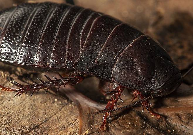 호주 로드하우섬의 자연생태를 보존하는 '숲의 신'으로 추앙받고 있는 멸종위기종 숲바퀴 /호주 뉴사우스웨일스주정부 홈페이지