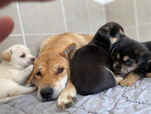 카라 입양센터인 아름품에서 지내고 있는 진순이 가족. 고아라씨 제공