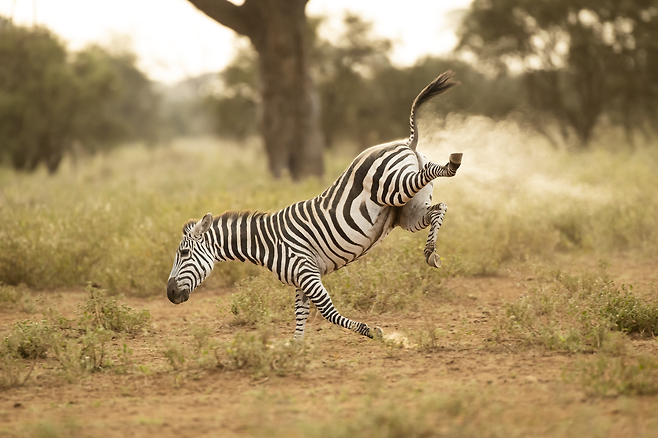 /Vince Burton /Comedy Wildlife Photography Awards 2022