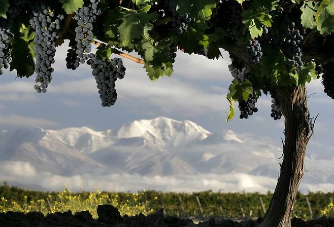 안델루나 포도밭. 홈페이지