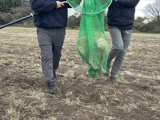 마취된 채 유기동물 구조팀 그물에 잡힌 제주 들개. 최충일 기자