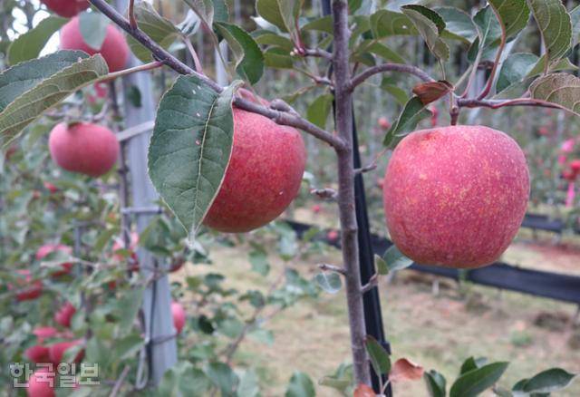 곱게 잘 익은 청송사과. 과육이 단단하고 당도가 높아 전국 최고의 품질을 자랑한다. 청송=정광진 기자
