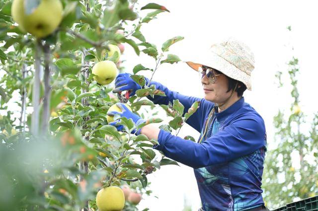 한 농민이 이달 중순 청송군 한 사과밭에서 청송군이 직접 육성 중인 청송 황금사과(시나노골드)를 수확하고 있다. 청송군 제공