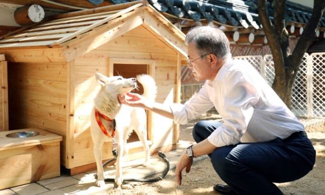 북한에서 온 풍산개 ‘곰이’를 손으로 어루만지는 문재인 전 대통령. 연합뉴스