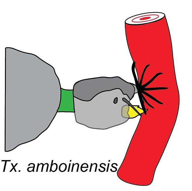 왕모기의 머리 발사 사냥 메커니즘. 로버트 핸콕 (2022) ‘미국 곤충학회 연보’ 제공.