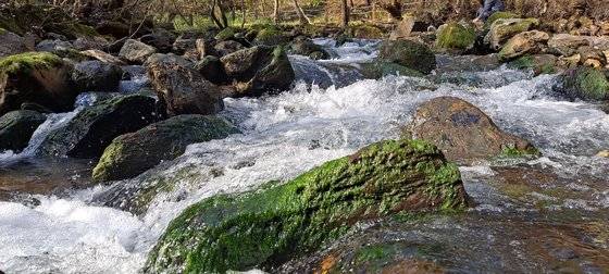 강원도 삼척 근덕면 하맹방3리 소한계곡에서 자생하는 민물김. 바위에 녹색빛으로 덕지덕지 붙은 것이 민물김이다. 국내 유일 소한계곡에서만 자란다. 사진 민물김연구센터