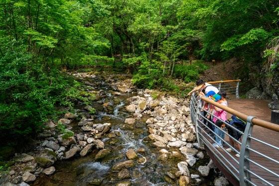 2년 전 소한계곡에 조성된 민물김 생태탐방로. 지난여름 촬영한 사진이다. 백종현 기자