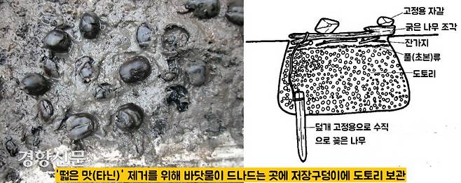 저장구덩이에 도토리를 보관한 이유는 떫은 맛, 즉 타닌을 제거하기 위한 목적이 컸다는 해석이 있다. 바닷물이 드나드는 과정을 몇 번 거치면 도토리의 떫은 맛이 제거된다는 것이다.|국립김해박물관 제공