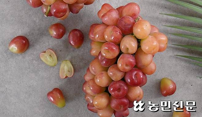최근 한 대형 유통업체에서 ‘레드 샤인머스캣’으로 홍보하며 판매를 시작한 포도 ‘마이하트’가 일본에서 무단으로 유입된 품종으로 밝혀져 논란이 예상된다. 사진은 유통업체가 공개한 ‘마이하트’.