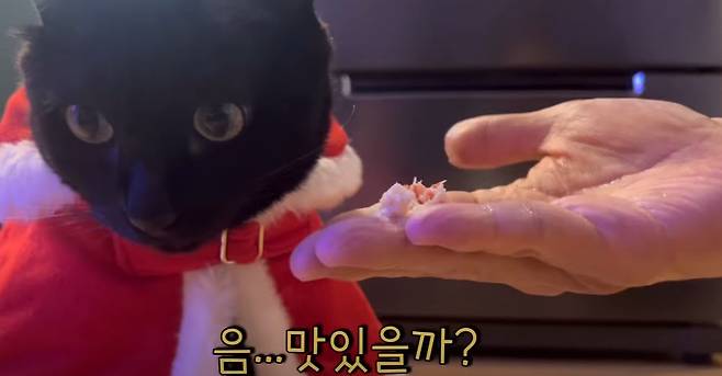 Park Soo-hong said that Cat Da-hong is like a real son.On the 18th YouTube Black Cat Dahong channel, a video titled What is Dahongs reaction when shooting Hongda? Was uploaded.On this day, KBS2 Stars Top Recipe at Fun-Staurant staffs are coming to Park Soo-hongs house and preparing to shoot.Despite being surrounded by a lot of people, Staff praised the gentle Dahongi, saying, Who is so gentle?Park Soo-hong washed the remaining steamed red crab with Stars Top Recipe at Fun-Staurant and said, I do not want to wash the steamed red crab.I really like the crab, but the red crab is really (eating). Dahong brought the red crab to his mouth.When Dahong did not eat the red crab, he mixed the red crab with the chrysanthemum and brought it back to his mouth. Dahong showed interest and ate the red crab neatly.Park Soo-hong said, I really think hes my son. Its not a lie. He said he was gentle when I was young. He didnt cry, he didnt cry, and he didnt throw a tantrum. Thats why I feel sorry for him. I put up with everything when I take a bath.The other kids do not like the water, so they make a fuss, but they endure it.
