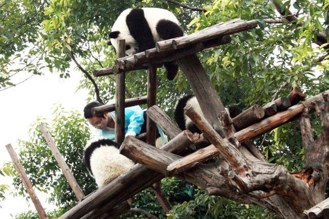 청두 팬더 번식연구기지의 다슝마오. ⓒ최종명