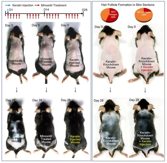 케라틴 발모효과를 비교한 쥐 실험 미녹시딜을 매일 바른 쥐(왼쪽 사진 가운데)와 케라틴을 1회 주사한 쥐(왼쪽 사진 오른쪽)를 28일 후 비교하자 케라틴을 주사한 쥐의 발모효과가 더 높은 것으로 나타났다. 외모근 상피세포에서 케라틴이 나오지 않도록 처리한 쥐에 케라틴을 주사하자(오른쪽 사진 오른쪽) 발모가 회복되는 모습이 보인다. [경희대 제공. 재판매 및 DB 금지]