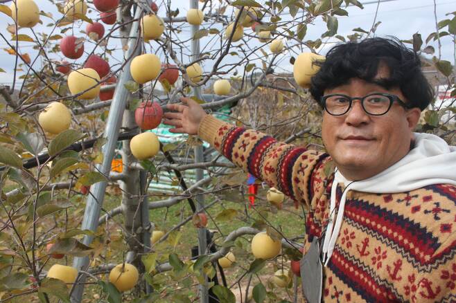 경북 영양군의 과수 농부들이 사과나무에서 황금색과 붉은색 사과를 동시에 수확할 수 있는 재배 기술을 처음으로 개발했다. 작목반원 조석제(57)씨가 천연 광물로 재배한 ‘황금 사과’에 대해 설명하고 있다. /권광순 기자