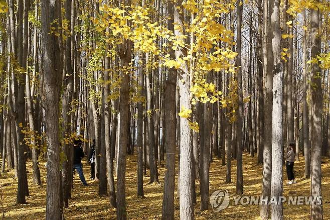 나무 [연합뉴스 자료사진]
