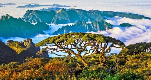 Sheng Tang Mountain의 평화의 나무