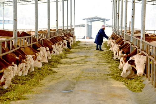 '중국 남부 축산도시' 전체 산업 체인 빈곤 퇴치 프로젝트의 Lianjiang 사육기지에서 소에게 사료를 주는 모습